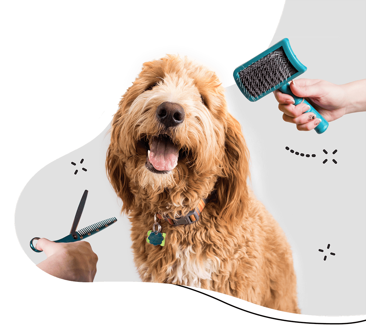 Goldendoodle being brushed and groomed