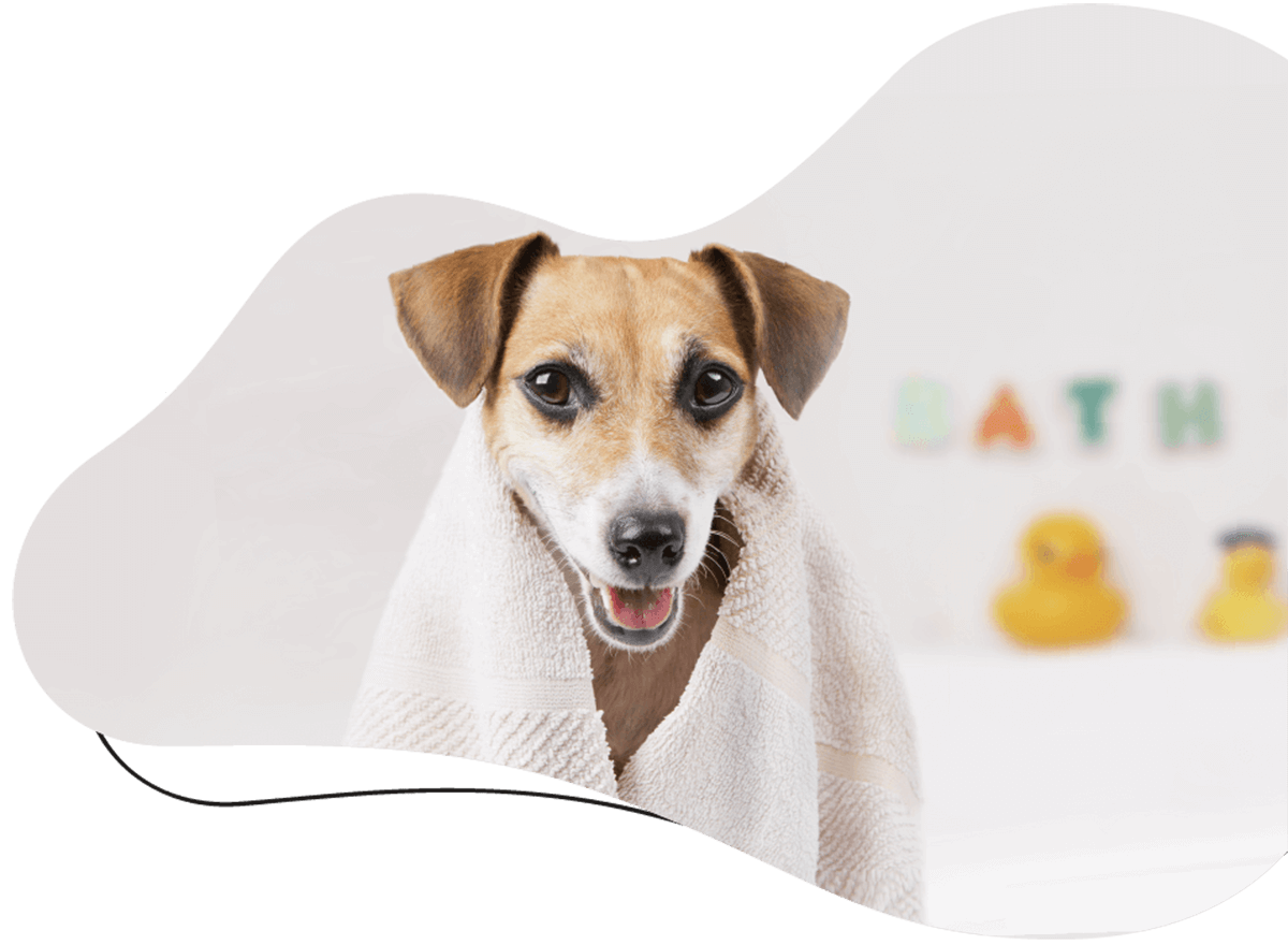 House of Fluff dog grooming and boarding, Peterborough