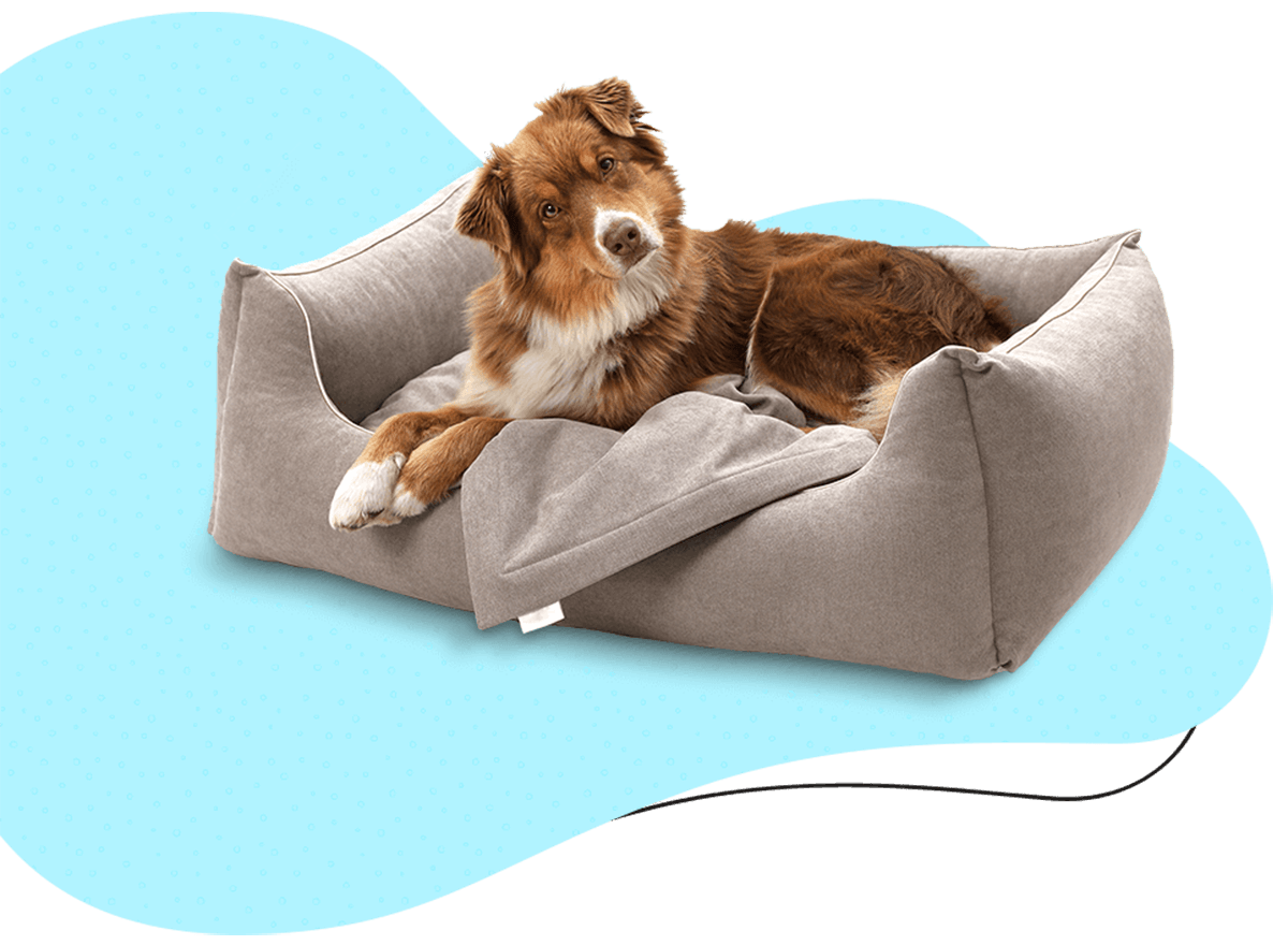 Dog relaxing in a cosy boarding bed