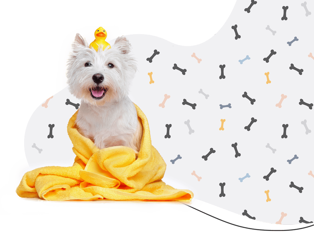 House of Fluff dog grooming and boarding, Peterborough